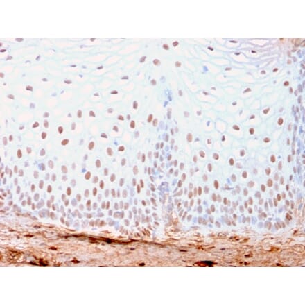 Immunohistochemistry - Anti-SOX2 Antibody [SOX2/3169R] - BSA and Azide free (A253185) - Antibodies.com