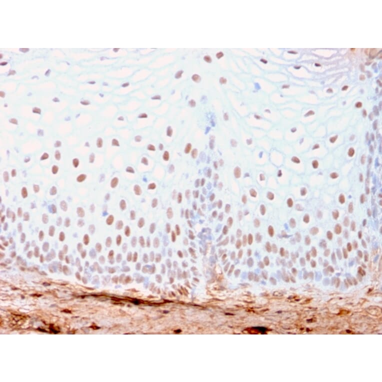 Immunohistochemistry - Anti-SOX2 Antibody [SOX2/3169R] - BSA and Azide free (A253185) - Antibodies.com