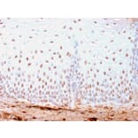Immunohistochemistry - Anti-SOX2 Antibody [SOX2/3169R] - BSA and Azide free (A253185) - Antibodies.com