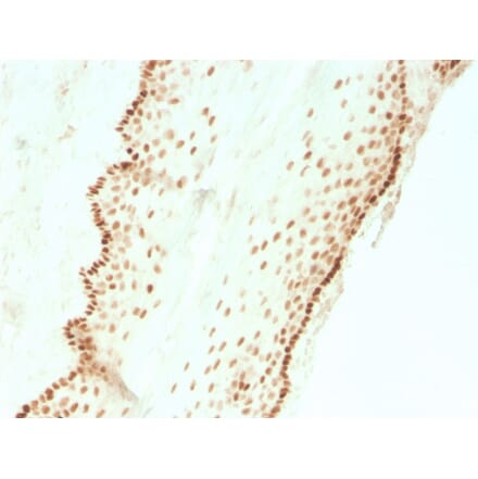 Immunohistochemistry - Anti-SOX2 Antibody [SOX2/3811R] - BSA and Azide free (A253187) - Antibodies.com