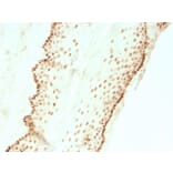 Immunohistochemistry - Anti-SOX2 Antibody [SOX2/3811R] - BSA and Azide free (A253187) - Antibodies.com