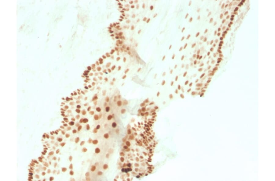 Immunohistochemistry - Anti-SOX2 Antibody [SOX2/3811R] - BSA and Azide free (A253186) - Antibodies.com