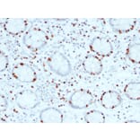 Immunohistochemistry - Anti-SOX4 Antibody [SOX4/2540] - BSA and Azide free (A253188) - Antibodies.com