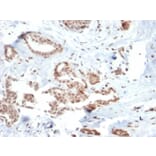 Immunohistochemistry - Anti-SOX4 Antibody [SOX4/2540] - BSA and Azide free (A253188) - Antibodies.com