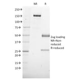 SDS-PAGE - Anti-SOX4 Antibody [SOX4/2540] - BSA and Azide free (A253188) - Antibodies.com