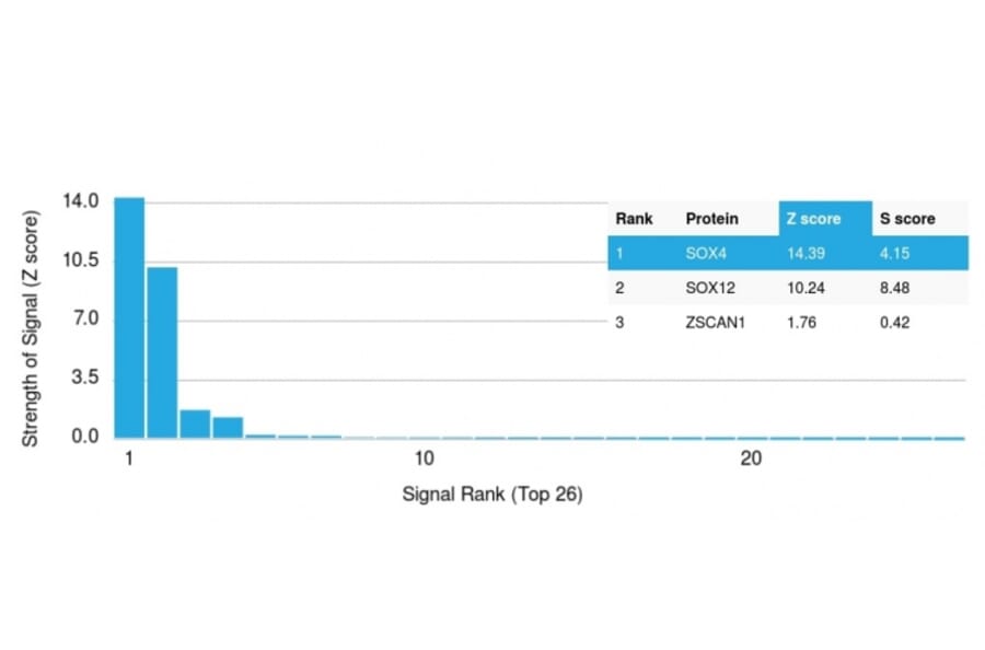 Protein Array - Anti-SOX4 Antibody [SOX4/2540] - BSA and Azide free (A253187) - Antibodies.com