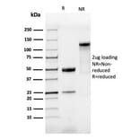 SDS-PAGE - Anti-SOX9 Antibody [SOX9/3916R] - BSA and Azide free (A253190) - Antibodies.com