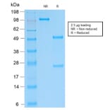 SDS-PAGE - Anti-SOX9 Antibody [SOX9/2287R] - BSA and Azide free (A253190) - Antibodies.com
