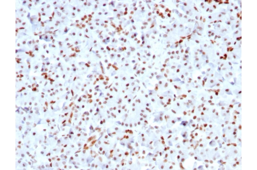 Immunohistochemistry - Anti-SOX9 Antibody [SOX9/3141R] - BSA and Azide free (A253191) - Antibodies.com