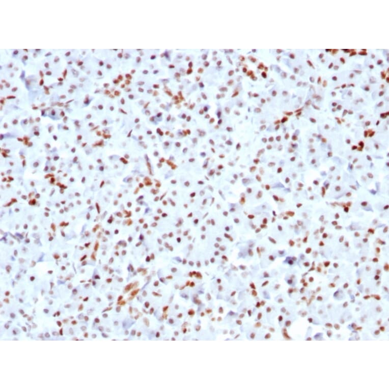 Immunohistochemistry - Anti-SOX9 Antibody [SOX9/3141R] - BSA and Azide free (A253191) - Antibodies.com