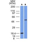 Western Blot - Anti-SOX10 Antibody [SOX10/991] - BSA and Azide free (A253193) - Antibodies.com