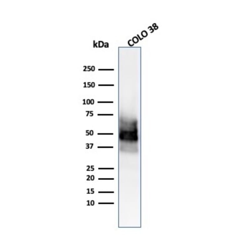 Western Blot - Anti-SOX10 Antibody [SOX10/991] - BSA and Azide free (A253193) - Antibodies.com