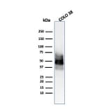 Western Blot - Anti-SOX10 Antibody [SOX10/991] - BSA and Azide free (A253193) - Antibodies.com
