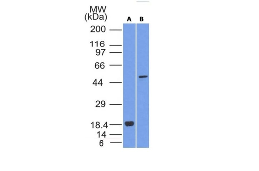Western Blot - Anti-SOX10 Antibody [SOX10/992] - BSA and Azide free (A253194) - Antibodies.com