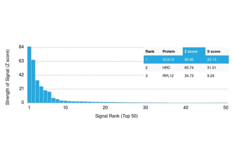 Protein Array - Anti-SOX10 Antibody [SOX10/992] - BSA and Azide free (A253193) - Antibodies.com