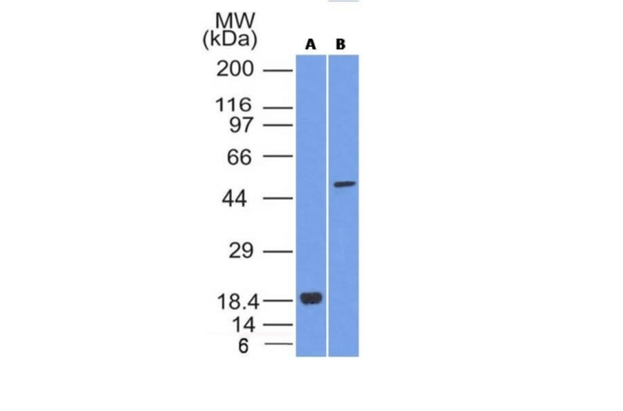Western Blot - Anti-SOX10 Antibody [SOX10/1074] - BSA and Azide free (A253195) - Antibodies.com