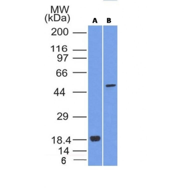 Western Blot - Anti-SOX10 Antibody [SOX10/1074] - BSA and Azide free (A253195) - Antibodies.com