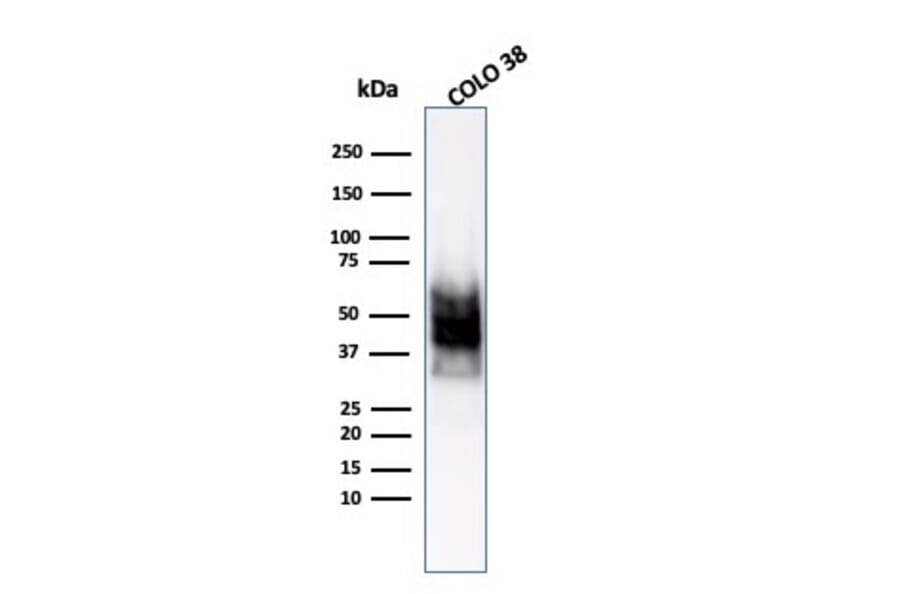 Western Blot - Anti-SOX10 Antibody [SOX10/1074] - BSA and Azide free (A253195) - Antibodies.com
