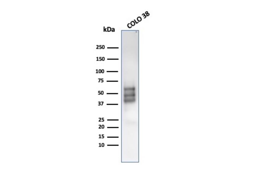 Western Blot - Anti-SOX10 Antibody [rSOX10/1074] - BSA and Azide free (A253197) - Antibodies.com