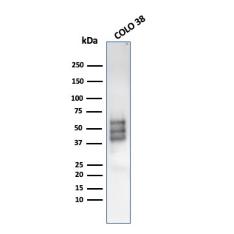 Western Blot - Anti-SOX10 Antibody [rSOX10/1074] - BSA and Azide free (A253197) - Antibodies.com