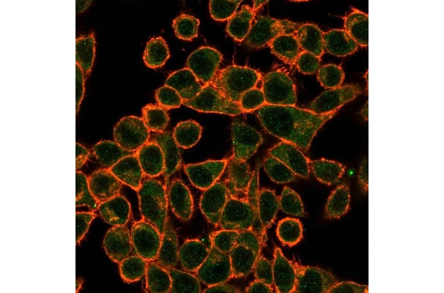 Immunofluorescence - Anti-SOX10 Antibody [PCRP-SOX10-1D8] - BSA and Azide free (A253198) - Antibodies.com