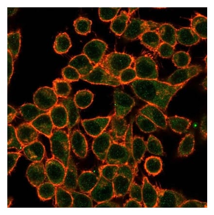 Immunofluorescence - Anti-SOX10 Antibody [PCRP-SOX10-1D8] - BSA and Azide free (A253198) - Antibodies.com