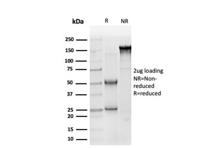SDS-PAGE - Anti-SOX10 Antibody [PCRP-SOX10-1D8] - BSA and Azide free (A253198) - Antibodies.com
