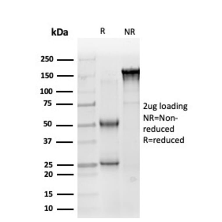 SDS-PAGE - Anti-SOX10 Antibody [PCRP-SOX10-1D8] - BSA and Azide free (A253198) - Antibodies.com