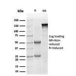 SDS-PAGE - Anti-SOX10 Antibody [PCRP-SOX10-1D8] - BSA and Azide free (A253198) - Antibodies.com