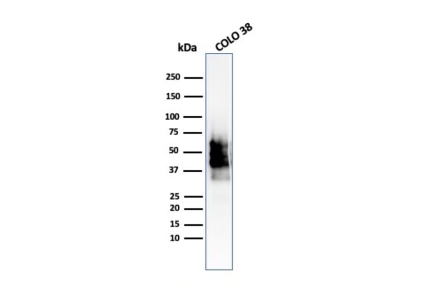 Western Blot - Anti-SOX10 Antibody [SOX10/2311R] - BSA and Azide free (A253199) - Antibodies.com
