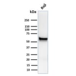 Western Blot - Anti-Spastin Antibody [Sp 6C6] - BSA and Azide free (A253202) - Antibodies.com