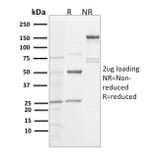 SDS-PAGE - Anti-Spastin Antibody [Sp 6C6] - BSA and Azide free (A253201) - Antibodies.com