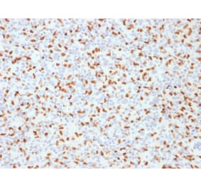 Immunohistochemistry - Anti-PU.1 Antibody [PU1/2146] - BSA and Azide free (A253203) - Antibodies.com