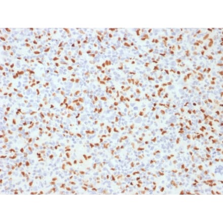 Immunohistochemistry - Anti-PU.1 Antibody [PU1/2146] - BSA and Azide free (A253203) - Antibodies.com