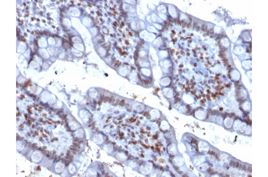 Immunohistochemistry - Anti-PU.1 Antibody [PU1/2146] - BSA and Azide free (A253203) - Antibodies.com