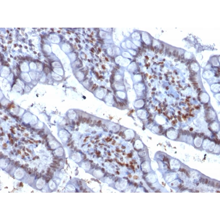 Immunohistochemistry - Anti-PU.1 Antibody [PU1/2146] - BSA and Azide free (A253203) - Antibodies.com