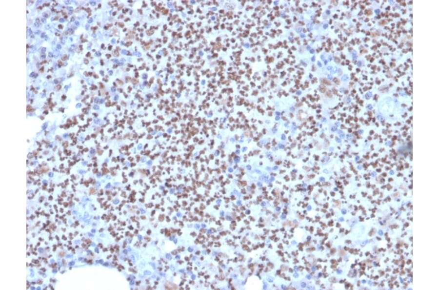 Immunohistochemistry - Anti-PU.1 Antibody [PU1/2146] - BSA and Azide free (A253203) - Antibodies.com