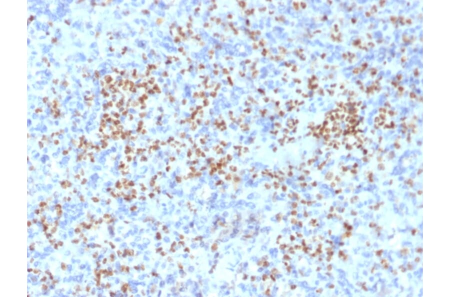 Immunohistochemistry - Anti-PU.1 Antibody [PU1/2146] - BSA and Azide free (A253203) - Antibodies.com