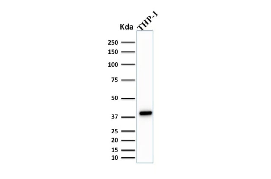 Western Blot - Anti-PU.1 Antibody [PU1/2146] - BSA and Azide free (A253203) - Antibodies.com