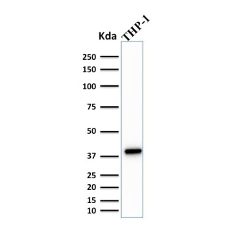 Western Blot - Anti-PU.1 Antibody [PU1/2146] - BSA and Azide free (A253203) - Antibodies.com
