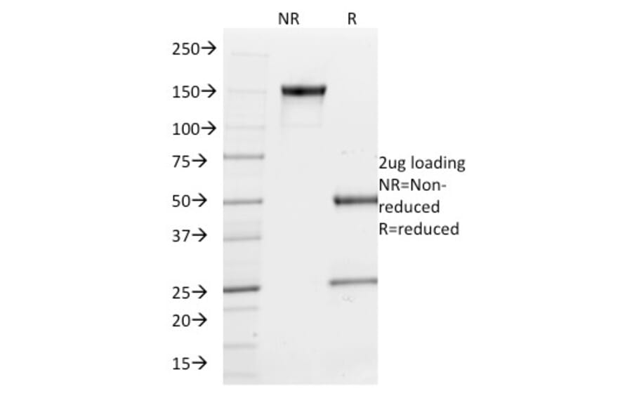SDS-PAGE - Anti-PU.1 Antibody [PU1/2146] - BSA and Azide free (A253203) - Antibodies.com