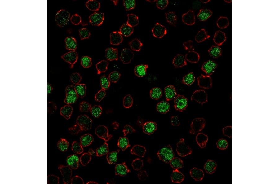 Immunofluorescence - Anti-PU.1 Antibody [PU1/2146] - BSA and Azide free (A253203) - Antibodies.com
