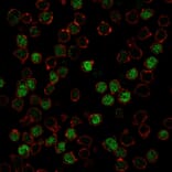 Immunofluorescence - Anti-PU.1 Antibody [PU1/2146] - BSA and Azide free (A253203) - Antibodies.com