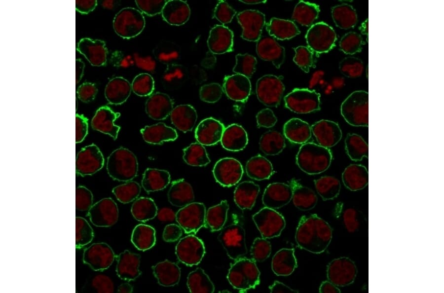 Immunofluorescence - Anti-CD43 Antibody [rSPN/839] - BSA and Azide free (A253204) - Antibodies.com