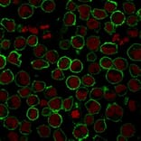 Immunofluorescence - Anti-CD43 Antibody [rSPN/839] - BSA and Azide free (A253204) - Antibodies.com