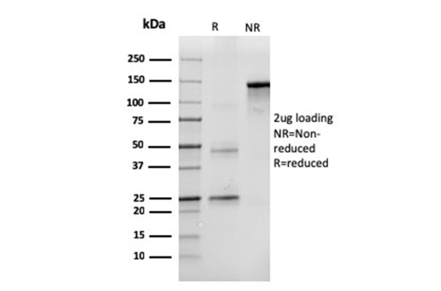 SDS-PAGE - Anti-CD43 Antibody [SPN/3388] - BSA and Azide free (A253205) - Antibodies.com