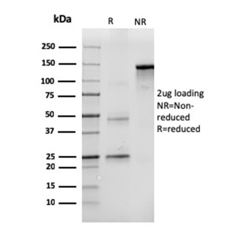 SDS-PAGE - Anti-CD43 Antibody [SPN/3388] - BSA and Azide free (A253205) - Antibodies.com
