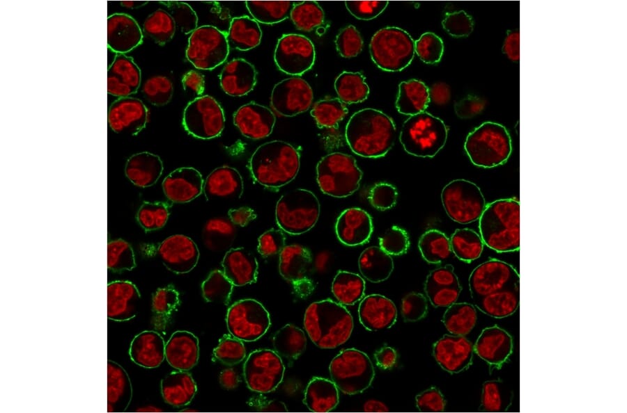 Immunofluorescence - Anti-CD43 Antibody [SPN/3388] - BSA and Azide free (A253205) - Antibodies.com