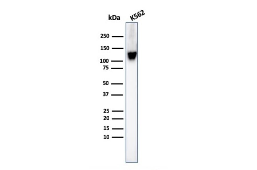 Western Blot - Anti-CD43 Antibody [SPN/3388] - BSA and Azide free (A253205) - Antibodies.com