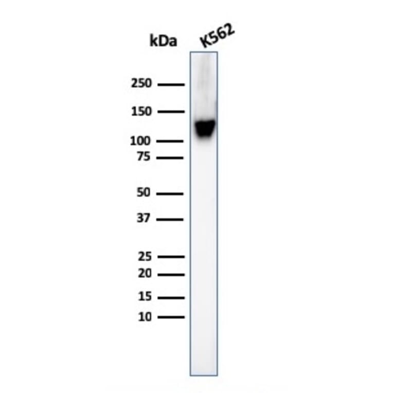 Western Blot - Anti-CD43 Antibody [SPN/3388] - BSA and Azide free (A253205) - Antibodies.com